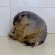 marmot