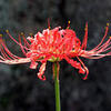 Frozen spider lily