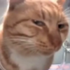 Meow Meow Masterclass