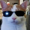 swagcats