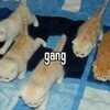 Gatinhos United