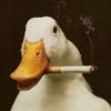 patito tech