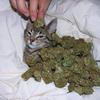 halloweed 420