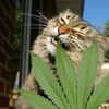 TENTAÇÃO 420