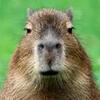 capybara