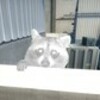 RaccoonMen