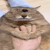 Chungus of Doom