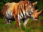 Rhino Tigers