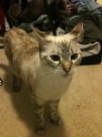 Princess best cat