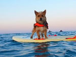 Surfers