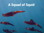 Squid Squad
