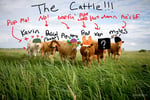 The Cattle