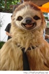 Cool Sloths
