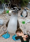 Def Around Boobies