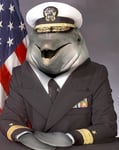 Autopilot Dolphins