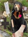 Bearly Alive