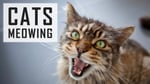 Cat Noises