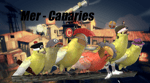 The MerCanaries
