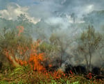 kuwumbu jungle 2
