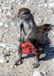Squirrels With Chainsaws