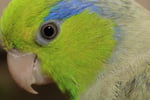 Parrotlet E-Sports