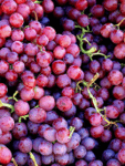 grapeSquad