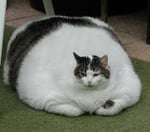 FatCatCrew