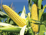 Corn are Sentient Beings