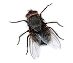 i miss my fly