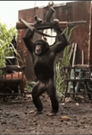 MONKEY_BUSINESS1