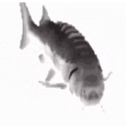 Horizontal rotierender Fisch