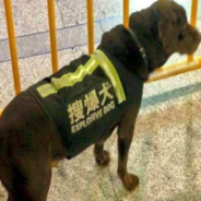 Explosive Dogs