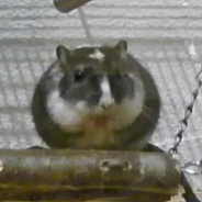 Dichcheese