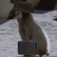business penguins