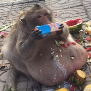 Big Monkey Industries