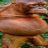 MONKEY MODE Under 18