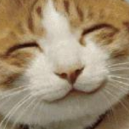 Catface Cuties