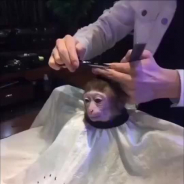 MONKEY MODE: CLASS OF '22