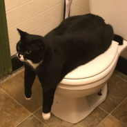 r/chonkers