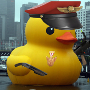 Quacking Ducks
