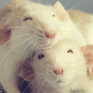 Wall Rats