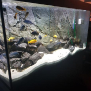 nice fishies