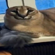big floppa