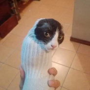 Sockat