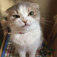 New Cat Flow