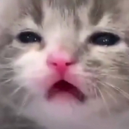 The Pritti Boi Pukit Pistul