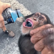 Gorillas