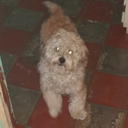 chuchosinsanin