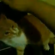 puss in boots