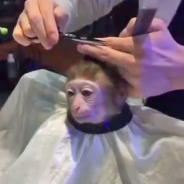 MONKEY MODE 23
